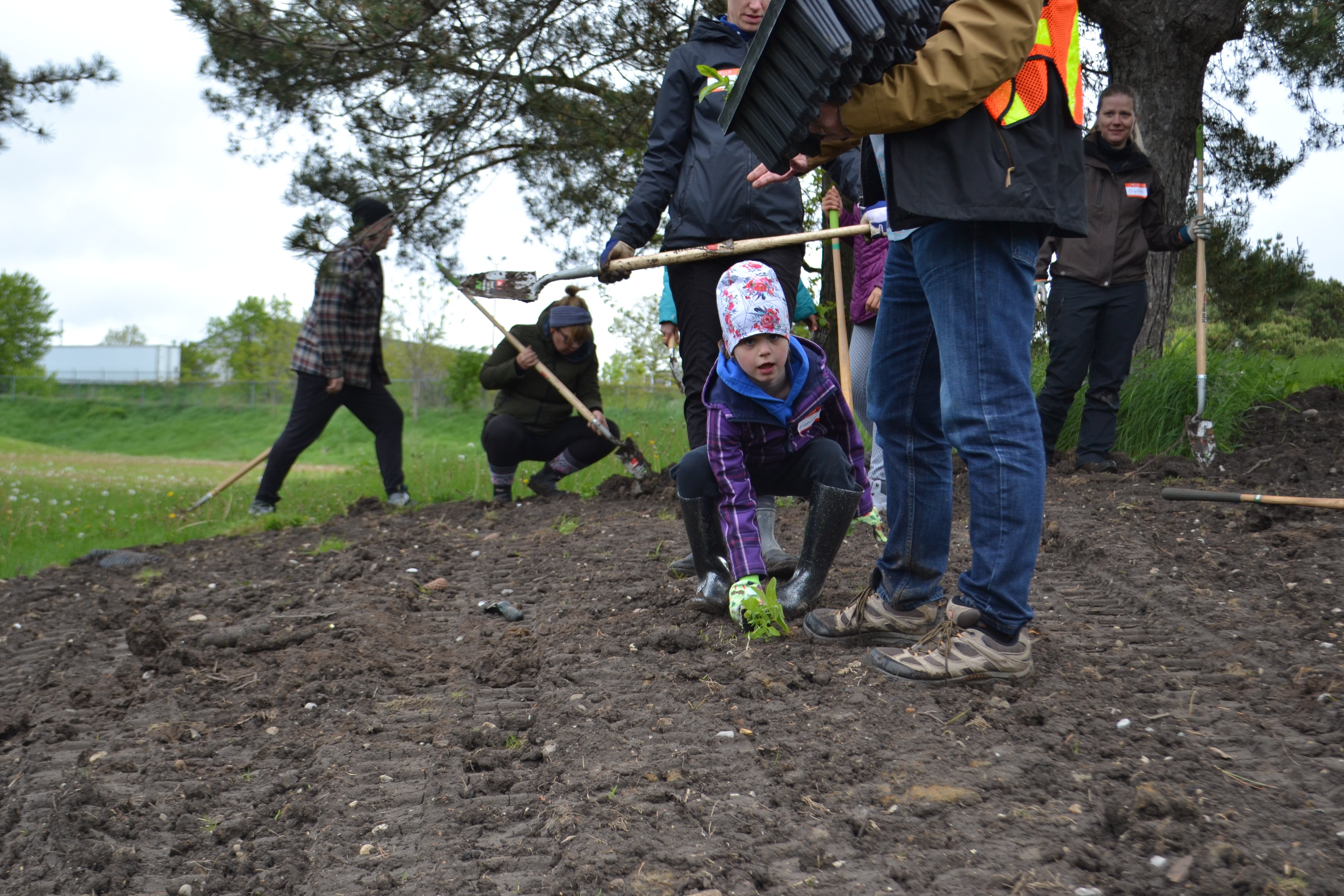 Young girl looking up at camera as she put plant on ground