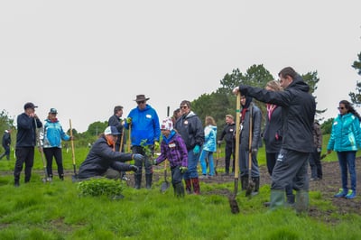 Making Waves in Woodstock: 400 Aquatic Plants